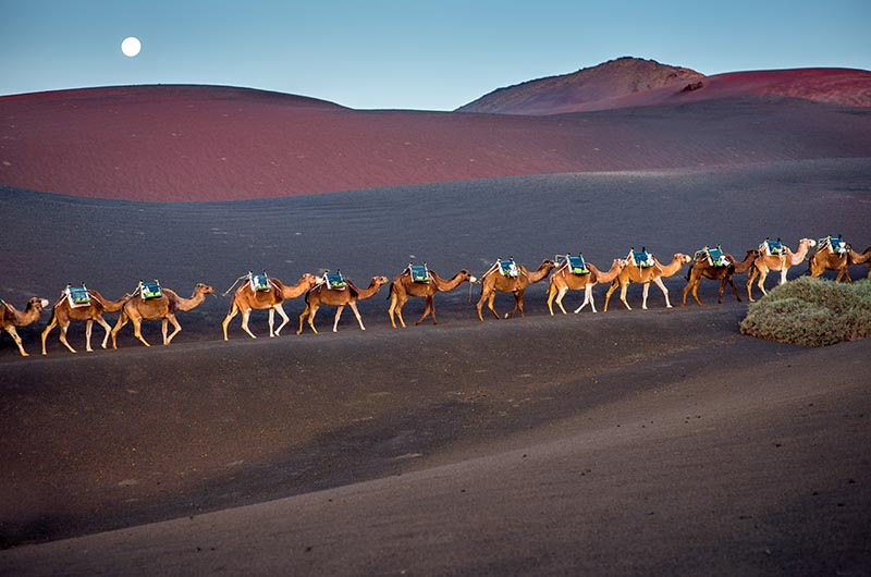 camels in lanzarote 